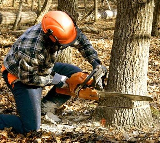 Tree Removal in Grapeland, TX